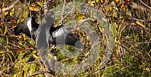 Male Anhinga bird called Anhinga anhinga