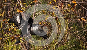 Male Anhinga bird called Anhinga anhinga