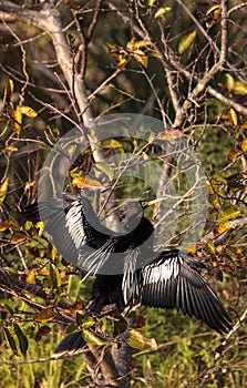 Male Anhinga bird called Anhinga anhinga