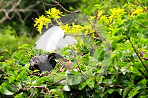 Male Anhinga on branch feeding chicks in nest