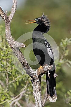 Male Anhinga in breeding plumage perching in a dead tree - Florida