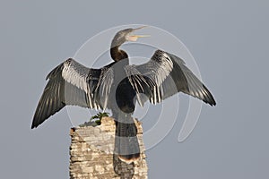 Male Anhinga calling as it spreads its wings to dry