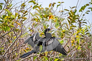 A Male Anhinga in Everglades National Park, Florida