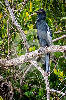 A Male Anhinga in Everglades National Park, Florida