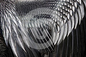 Male Anhinga Feathers Background photo