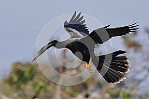 Male anhinga in flight over a wooded pond