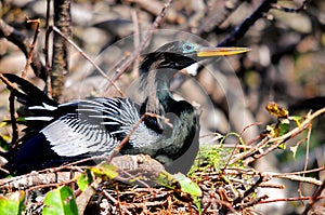 Male Anhinga in nest in wetlands, Florida