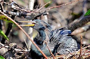 Male Anhinga in nest in wetlands, South Florida