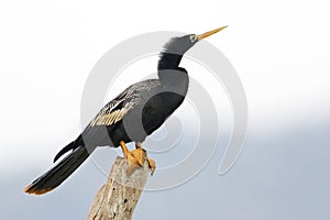 Male Anhinga Perched on a Stump - Panama