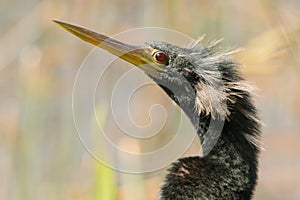 Male Anhinga Portrait