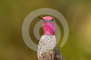 Male Anna\'s Hummingbird with brilliant iridescent feathers displayed to full advantage