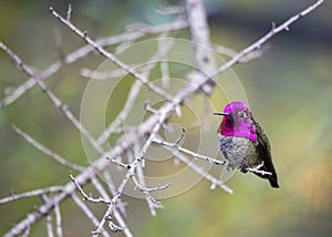 Male Anna`s hummingbird Calypte anna photo