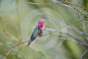 Male Anna\'s Hummingbird (Calypte anna) Sitting on a Branch showing Gorget