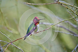 Male Anna\'s Hummingbird (Calypte anna) Sitting on a Branch showing Gorget