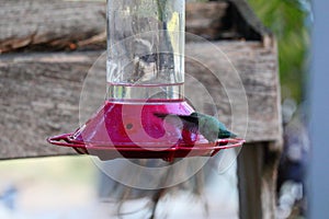 California Wildlife Series - Anna Hummingbird at feeder - Calypte Anna