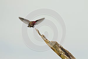 Male Anna's Hummingbird landing on a bare stick with a blank background