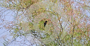 Wildlife Birds Series - Anna\'s Hummingbird - Trochilidae photo