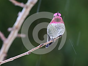 Male Anna`s Hummingbird in the Rain
