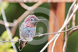 Male Anna`s Hummingbird sitting on a branch, San Francisco bay area, California