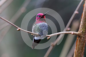 Male Annas Hummingbird