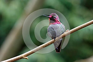 Male Annas Hummingbird