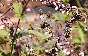 Male Annas Hummingbird, Calypte anna