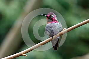 Male Annas Hummingbird photo