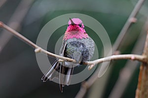 Male Annas Hummingbird photo