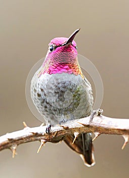 A Male Annas Hummingbird with its Pink Feathers photo