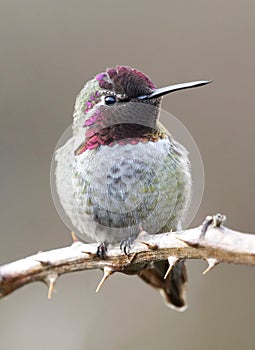 A Male Annas Hummingbird perched on a vine photo