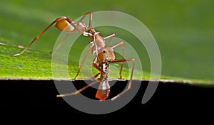 Male ant-,i,ic spider