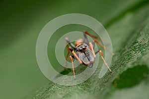 Male Ant mimic spider eyes, Myrmarachne formicaria, Pune photo