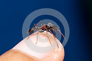 Male  ant mimicking jumping spider on hand