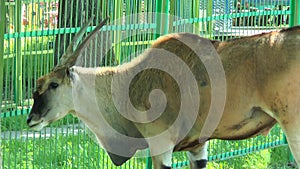 Male antelope eland in the paddock