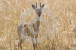 Male antelope oribi standing in the middle of dry grass in the s