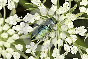 Male of Anthaxia fulgurans in natural habitat / jewel beetle