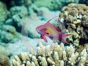 Male Anthias fish photo