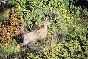 Male apennine chamois