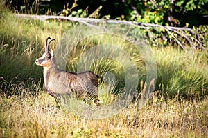 Male apennine chamois