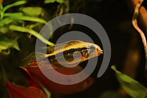 Male Apistogramma mendezi, rare exotic freshwater dwarf cichlid fish in beautiful coloration, caught near Barcelos, Rio Negro photo