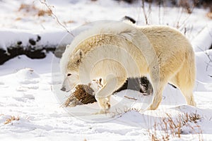 Male Arctic wolf Canis lupus arctos walking through a winter landscape full of snow