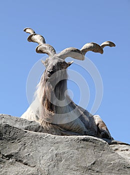 Male artiodactyla mountain goat goat native to India