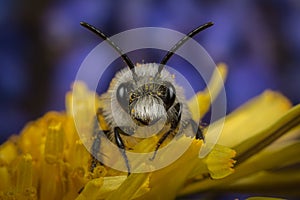 Male Ashy Mining-bee on a Dandelion photo