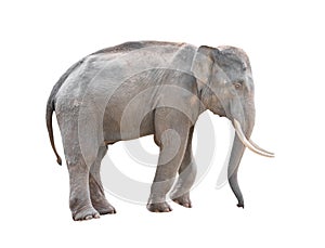 Male asia elephant isolated