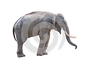 Male asia elephent isolated