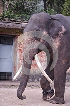 Male Asian Elephant