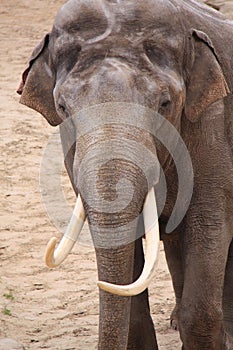 Male asian elephant