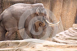 Male asian elephant with big tusks