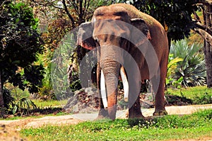 Male Asian elephant in zoo