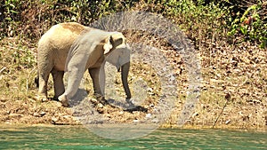 Male Asian Elephants in wild, Elephas maximus